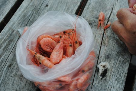 Prescribing for shrimps