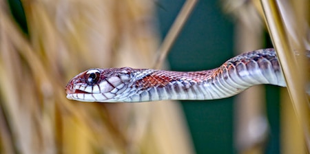 Podcast | A viper’s nest: when venom is a man’s best friend