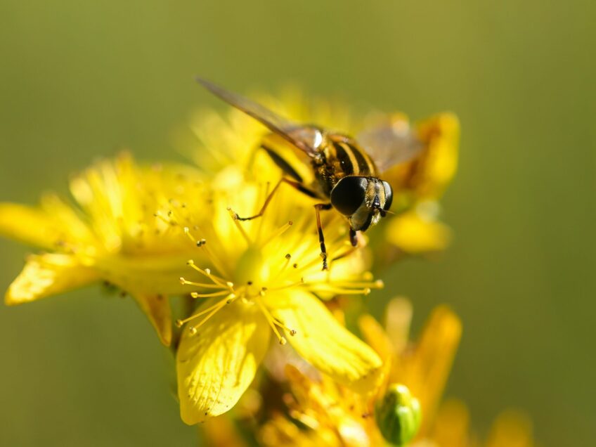 FSRH | St John’s Wort and contraceptives