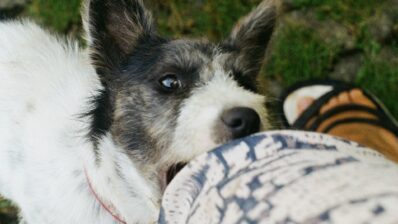 Antimicrobial prescribing for human and animal bites