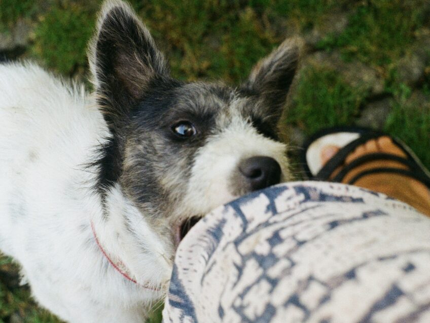 Antimicrobial prescribing for human and animal bites