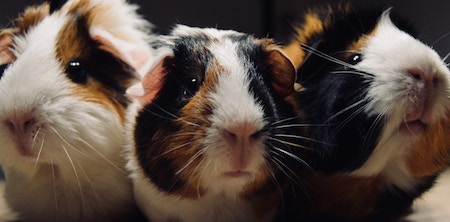 NHS England email pilot open to GP locums